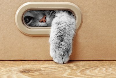 6 simple ways to keep your cat entertained indoors (Pets)