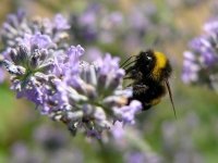 Plant a bumblebee garden (Garden Wildlife)