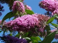 Now is the time to prune buddleja (Plants, Trees, & Flowers)