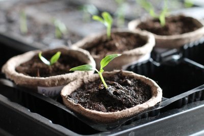 Transplanting seedlings