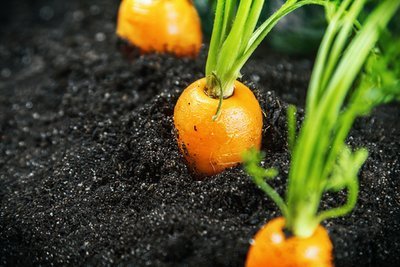 Start a vegetable garden: grow carrots! (Kitchen Garden)