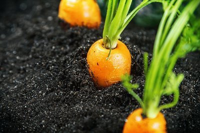 Start a vegetable garden: grow carrots! (Kitchen Garden)