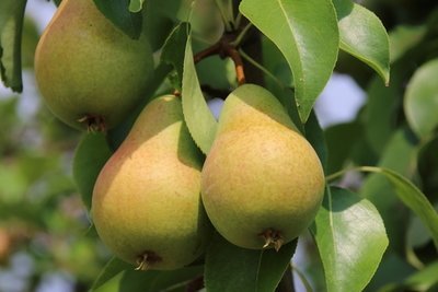 How to harvest and enjoy perfect pears? (Kitchen Garden)