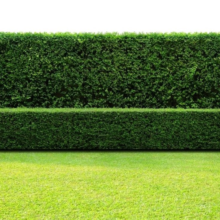 How to Maintain Garden Privacy Through Planting Hedges and Trees