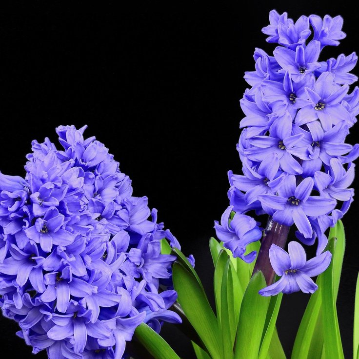 7 Gorgeous Spring Blooms: Everything You Need to Know About Hyacinths (Plants, Trees, & Flowers)