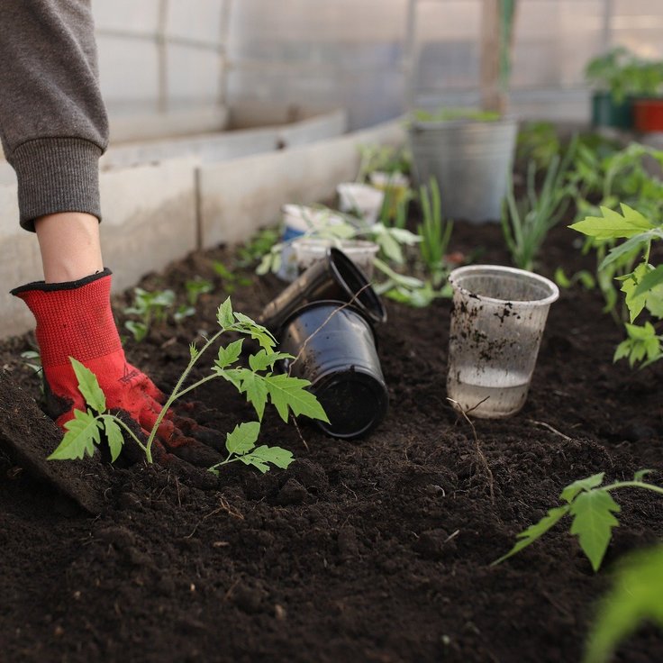 Best Wood for DIY Vegetable Garden Boxes