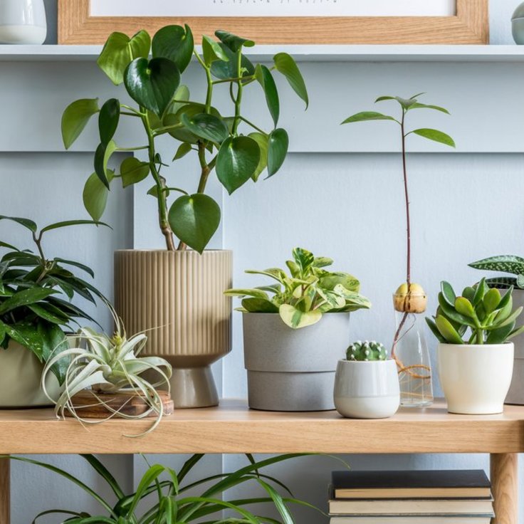 5 Fun Facts About Indoor Plants That You Should Know (Plants, Trees, & Flowers)