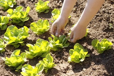 How to grow your own lettuce (Kitchen Garden)