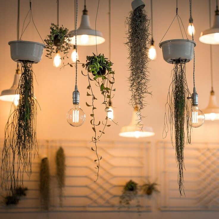 Lighting, Sound, Plants, and Style: Creating a Vegas-Style Atmosphere at Home (House plants)