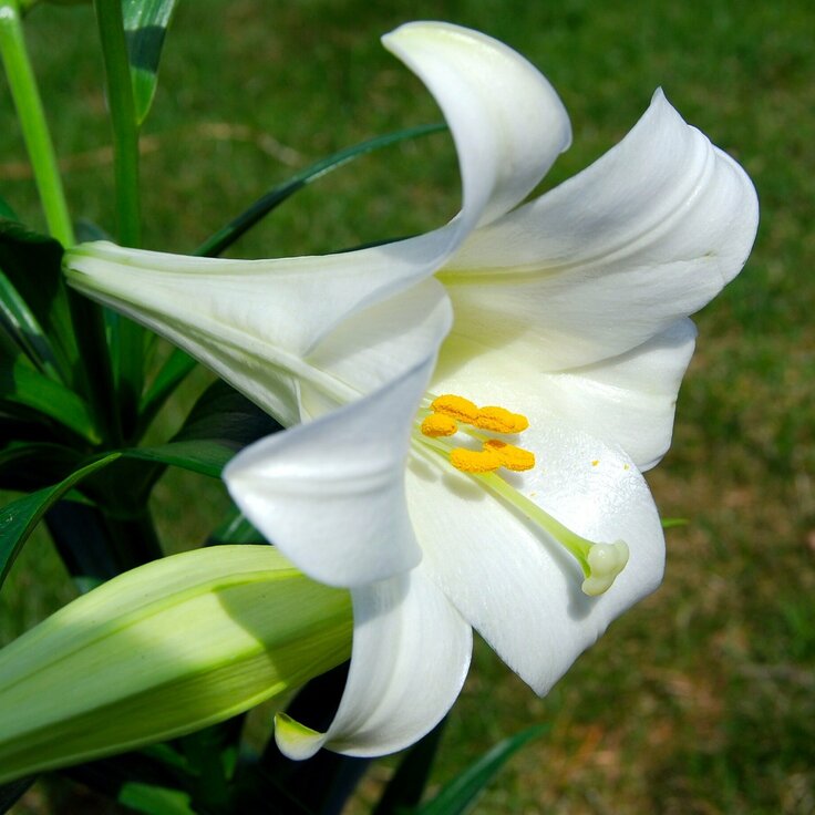 Ascension Lily: Meaning and Symbolism
