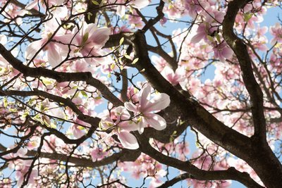 Everything you need to know before planting a Magnolia tree