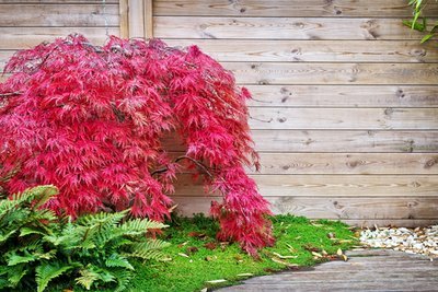 Top 4 trees to enhance the beauty of your small garden