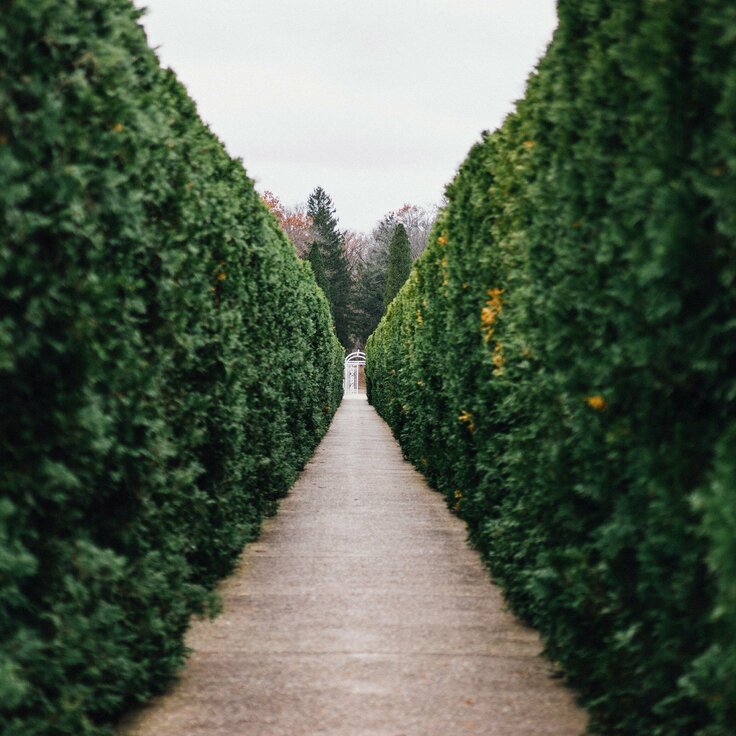 Unveiling the Garden's Natural Tapestry: Creative Ways to Decorate with Flowers and Plants (Plants, Trees, & Flowers)