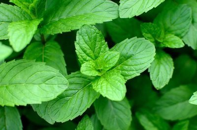 How to grow mint plants the right way (Plants, Trees, & Flowers)