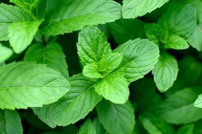 How to grow mint plants the right way