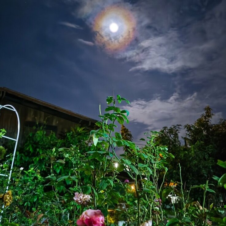 The specific influence of the Moon’s phases and constellations on plants (Plants, Trees, & Flowers)