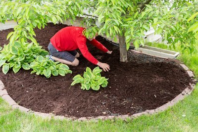 Top 5 reasons why your garden needs mulch