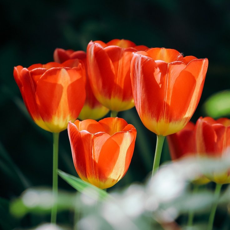 Discover the Most Beautiful Orange Tulips Varieties (Plants, Trees, & Flowers)