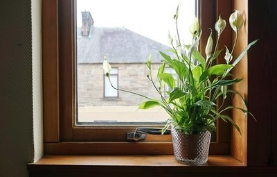 4 most effective plants to purify the air indoors