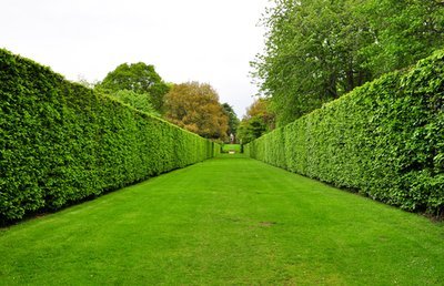 Planting a hedge can improve the price of your home!