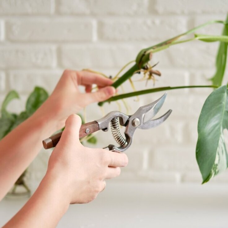 All About Plant Cuttings