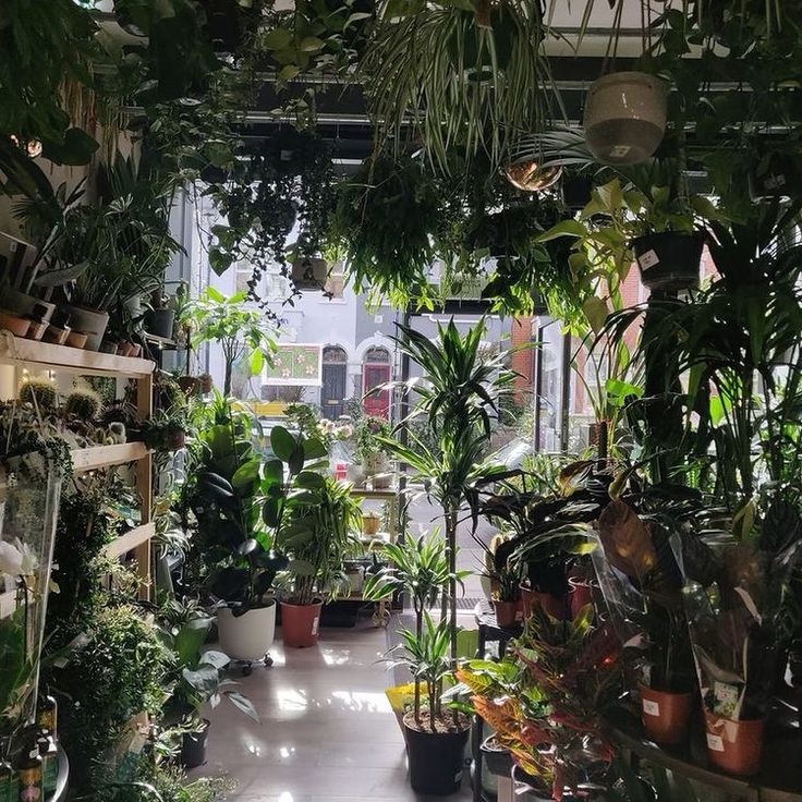 Buy Houseplants at The Plant Room in Richmond