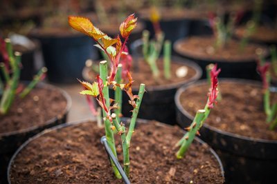 Pruning your roses in the autumn