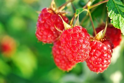 Raspberries: from planting to harvesting (Kitchen Garden)