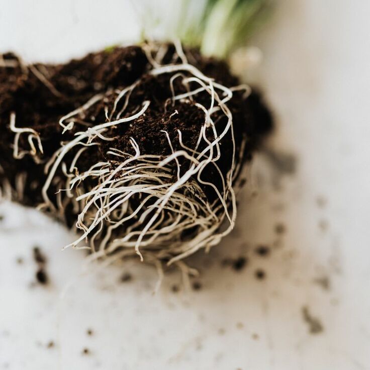 How to Identify Root Rot in Plants (Plants, Trees, & Flowers)