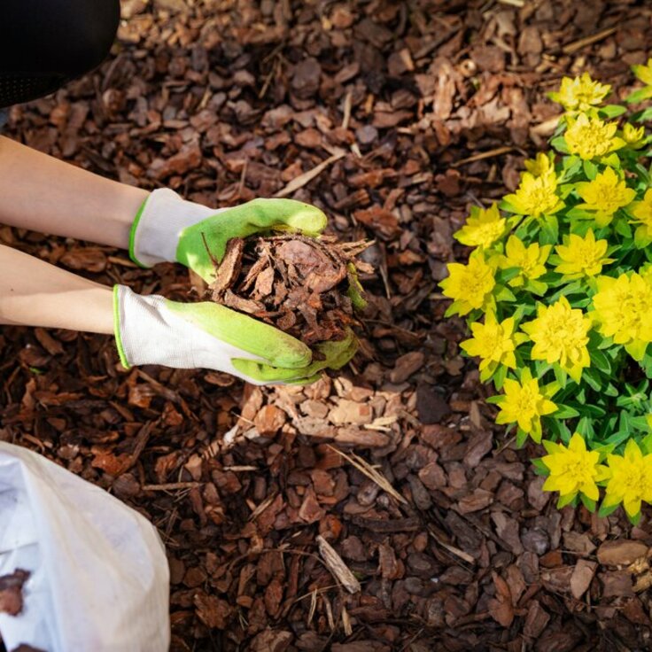 Welcoming the New Year in Your Garden (Monthly Gardening Tips)