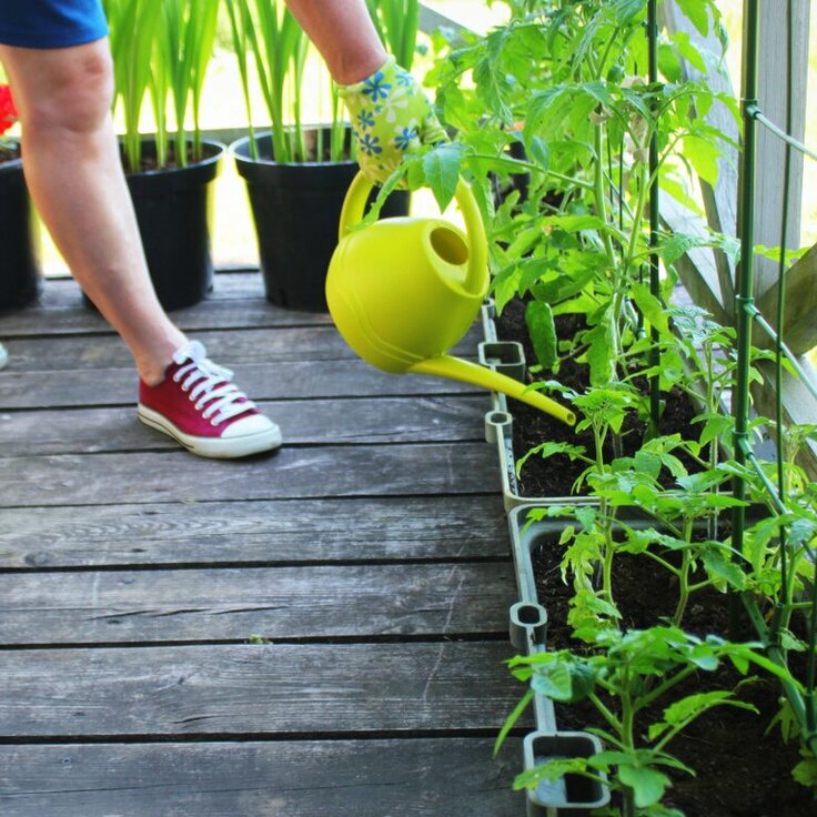 Fruit and veg on the patio