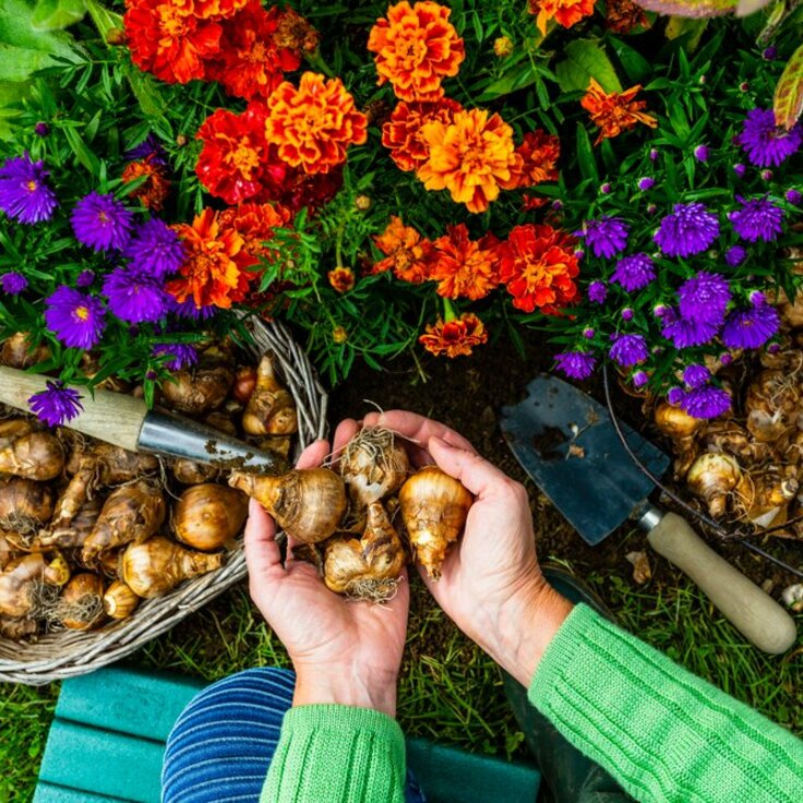 Best Flowers To Plant In Each Season: A Complete Guide For Gardeners