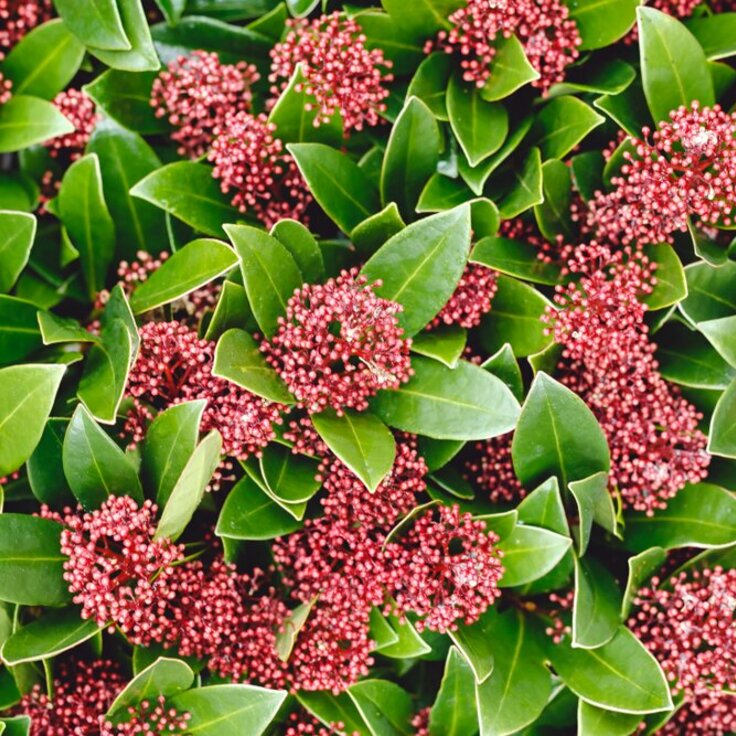 Plant of the Week - Skimmia ‘Rubella’
