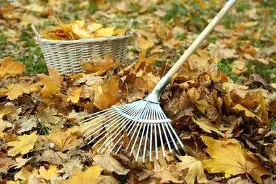 What to do in the garden in November (Monthly Gardening Tips)