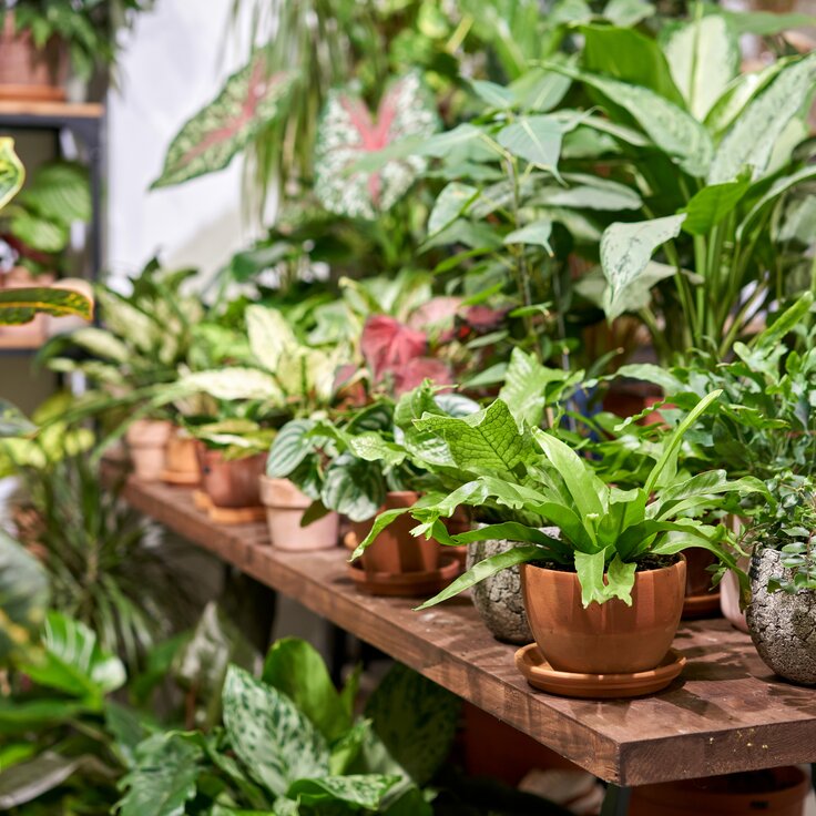 Gardening with pleasure: the best garden centres