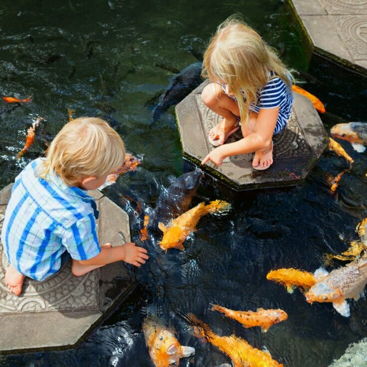 5 Reasons Why Your Garden Could Benefit from a Pond