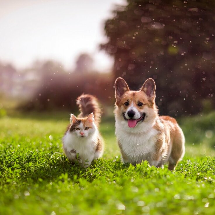 Essential Summer Tips for Pets: Keeping Your Furry Friends Happy and Safe