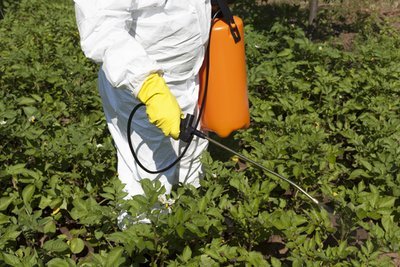 Why it's NOT a good practice to use chemical products in your garden (Gardening)