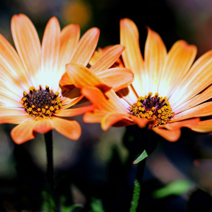 Plant of the Week - Osteospernum