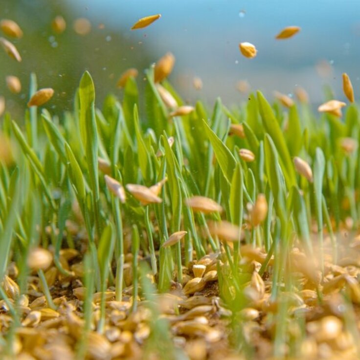 Choosing the Perfect Moment for Sowing Grass