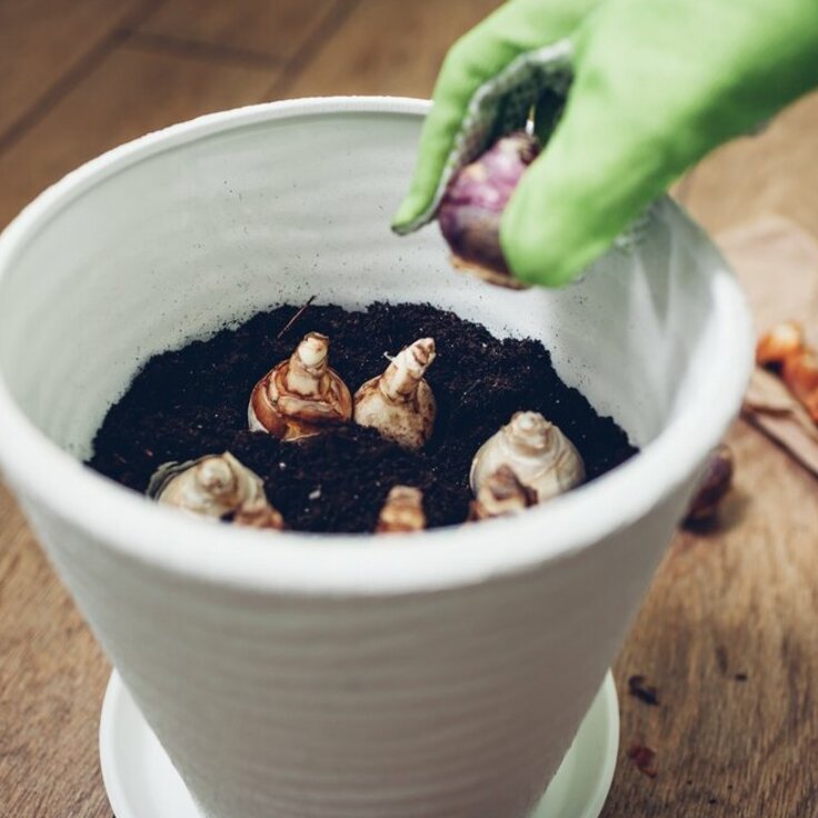 Bulbs in pots