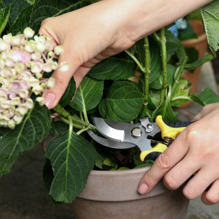 Understanding Hydrangea Growth Patterns (Plants, Trees, & Flowers)