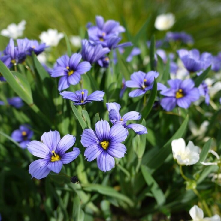 Hardy annuals