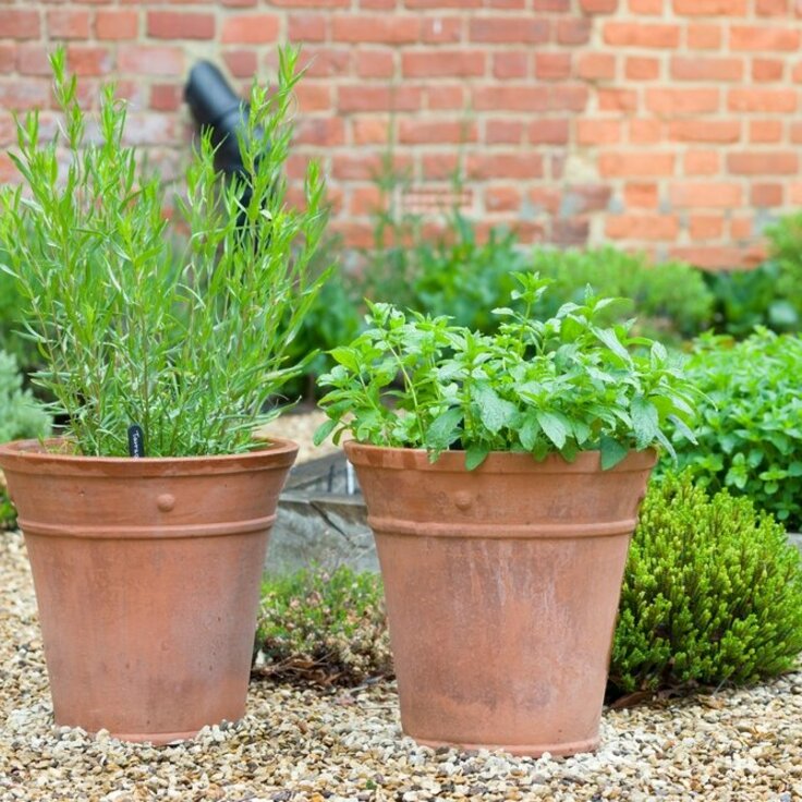 Take care of your terracotta pots