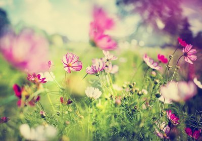 6 practical tips to maintain a flower garden on budget