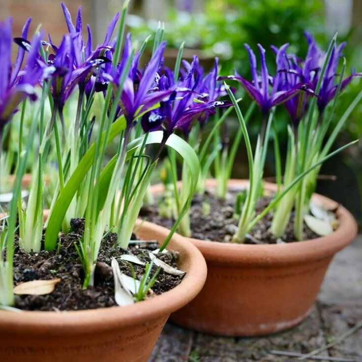 The Timeless Charm of Terracotta: A Resurgence in Blooming Beauty (Pottery, Pots and Planters)