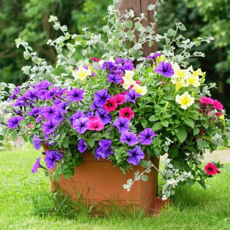 Top 5 Strongest Bedding Plants 2024 for Your Garden (Plants, Trees, & Flowers)