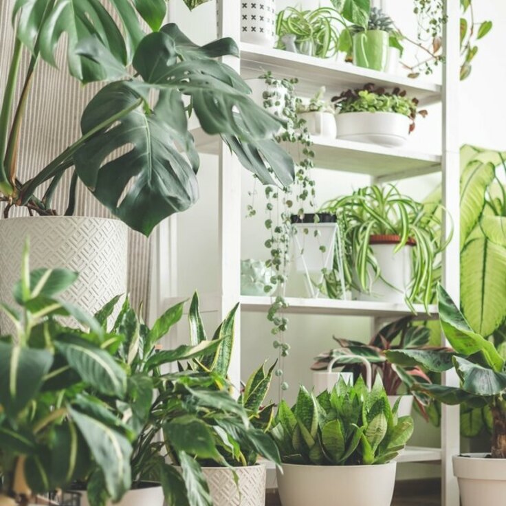 Discover the Majesty of Large Indoor Greens (Plants, Trees, & Flowers)