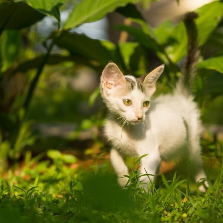10 Effective tips to keep cats out of your garden (Pets)