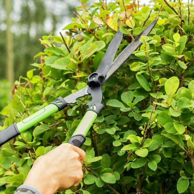 Winter Tidings: A Guide to Pruning in February (Monthly Gardening Tips)